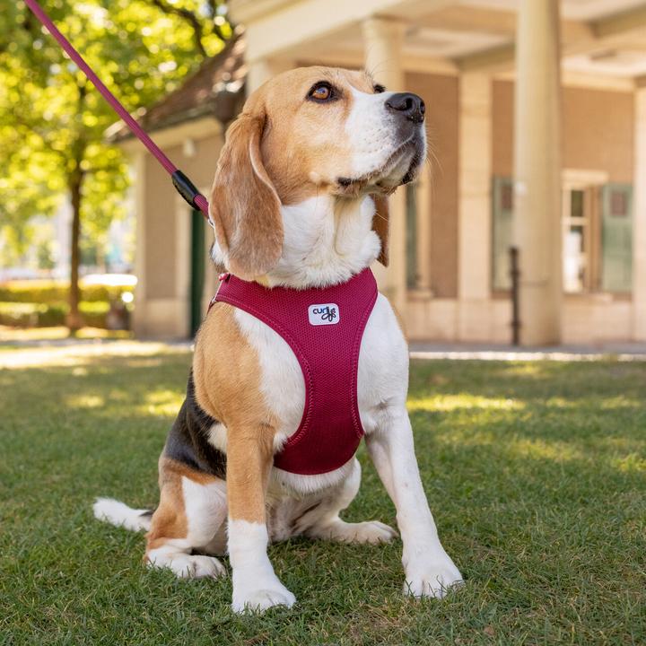 Productafbeelding Curli Harnas Vest Air-Mesh XL, Lichtbruin (XL, Hond, Algemeen)
