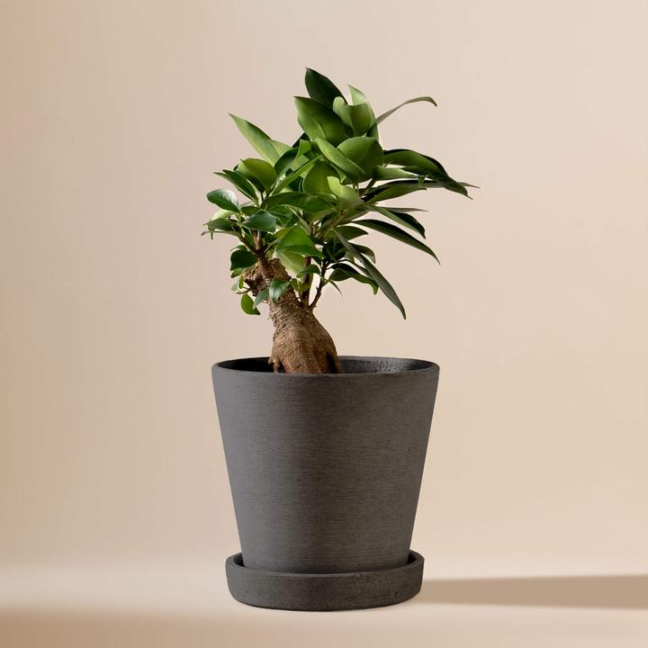 Mary and Plants Ficus Bonsai HAY Schwarz (25 cm)
