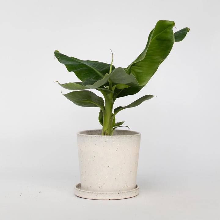 Image du produit Plant in a Box Musa 'Oriental Dwarf' - (25 cm)