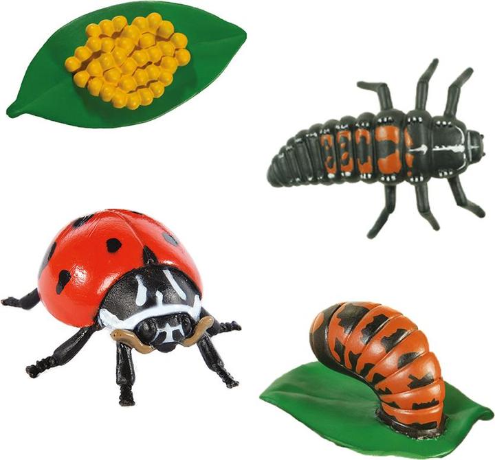 Actual product image HCM Kinzel Ladybug life cycle