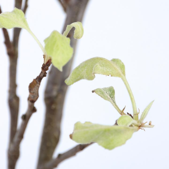 Immagine prodotto Plant in a Box Malus domestica 'Elstar' - Melo (90 cm)