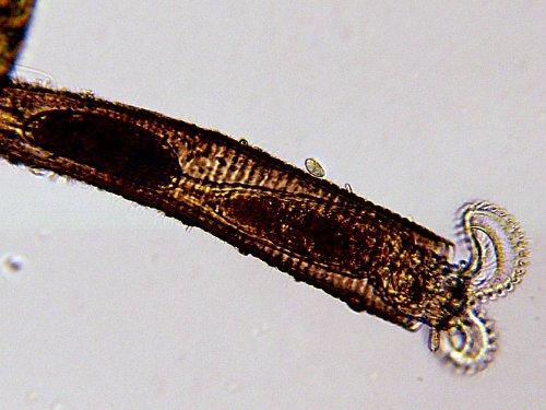 Actual product image Bresser LCD - Student Microscope 8.9 cm
