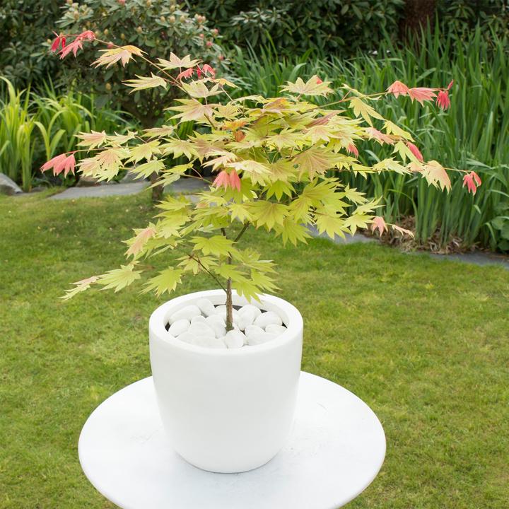 Immagine prodotto Plant in a Box Acer palmatum 'Moonrise' - Acero giapponese (90 cm)