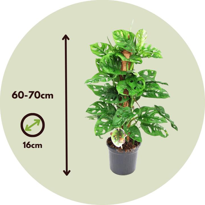 Image du produit Plant in a Box Monstera Monkey Mask - Set de 2 plantes à masque de singe sur un tuteur (60 cm)