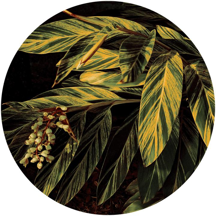 Image du produit Sula Tapis Tropicana 5 (Ø 300 cm)