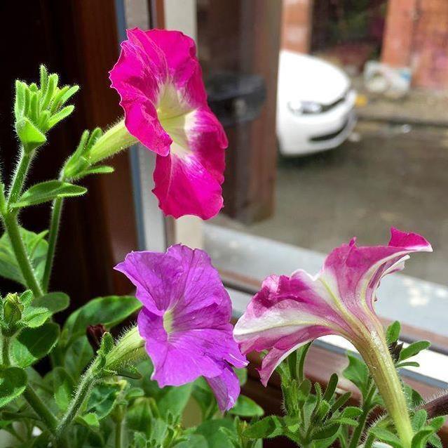 Actual product image Click and Grow Petunia (Flower seeds)