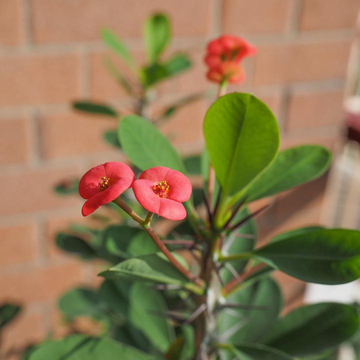 Produktbild Plant in a Box Euphorbia Milii - Honigheuschrecke (25 cm)