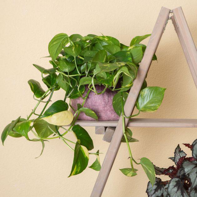 Actual product image VEG and the City Firat (Ivy Epipremnum aureum) (20 cm)