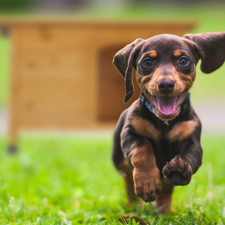 Actual product image Relaxdays Doghouse (Dog kennel)
