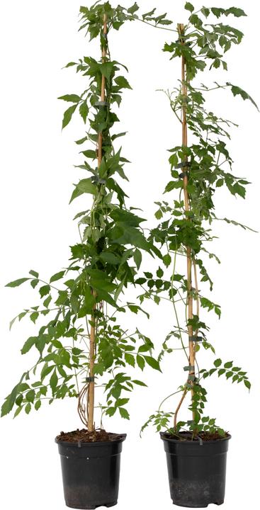 Actual product image Plant in a Box Campis radicans 'Flava' - set of 2 trumpet climbers (110 cm)