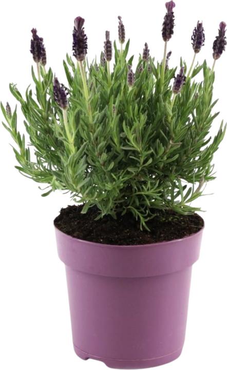 Actual product image Plant in a Box Lavandula stoechas 'Anouk' - Lavendelbaum (25 cm)