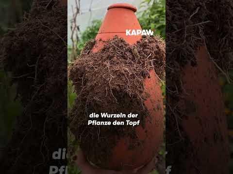 Immagine prodotto WePot Olla