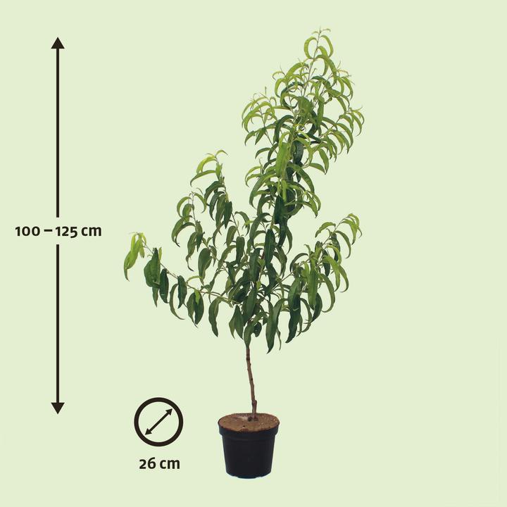 Actual product image Zulauf Pêcher