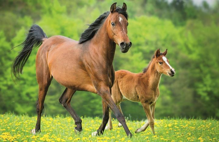 Image du produit Trefl Puzzle World of Horses : Jument et poulain 54 pièces (54 pièces)
