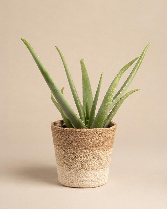 Immagine prodotto feey Pflanzenkorb aus Jute (17 cm)