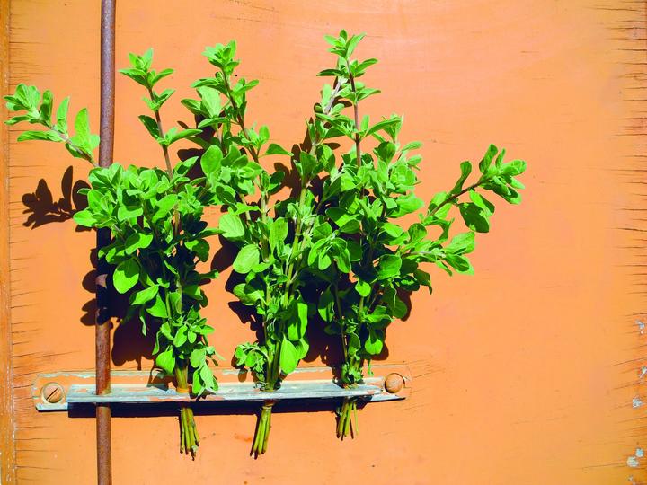 Actual product image Zollinger Bio Marjoram, summer mayor (annual)