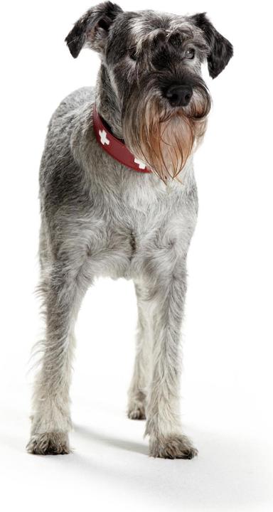 Immagine prodotto Hunter Swiss (Cane, Generale)