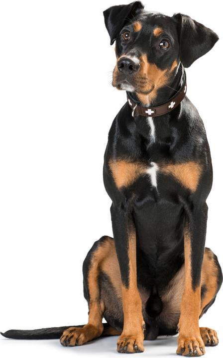 Immagine prodotto Hunter Collare in vera pelle svizzera (M, Cane, Generale)