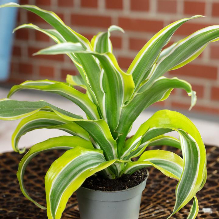 Produktbild Flowerbox Drachenbaum Lemon Surprise - Dracaena Deremensis Fragrans Lemon Surprise (6 cm)