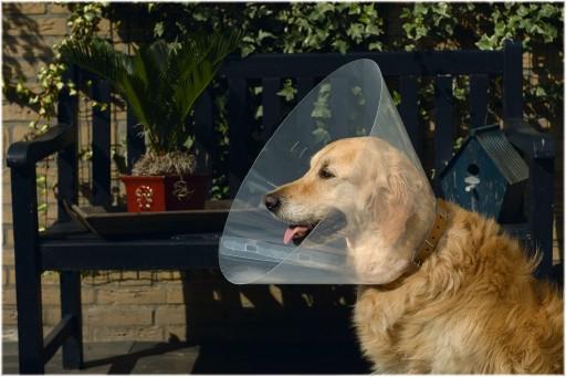Immagine prodotto Beeztees COLLARE PER CANI IN PLASTICA BZ 22-25X1 (Cane)