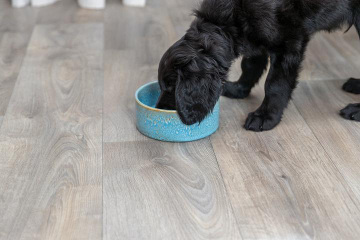 Actual product image Trixie Ceramic bowl (0.40 l)