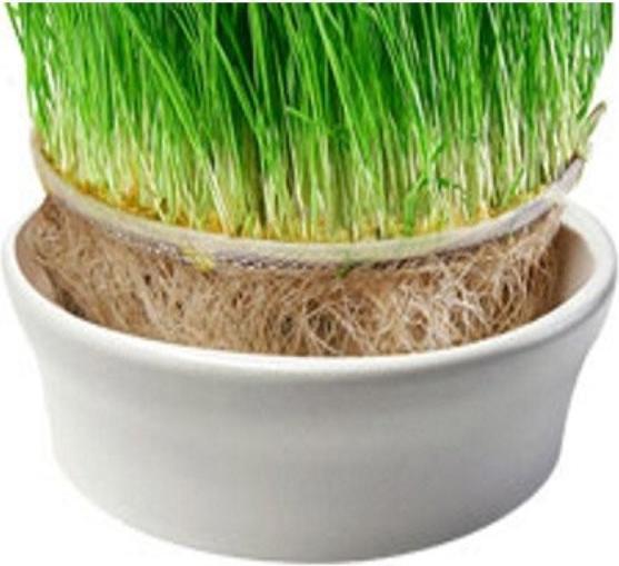 Actual product image Eschenfelder Wheatgrass Strainer with Ceramic Bowl 23 cm White