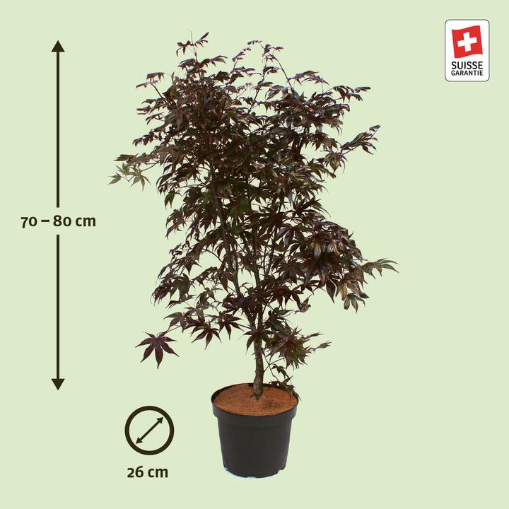 Image du produit Zulauf Erable du Japon (80 cm)