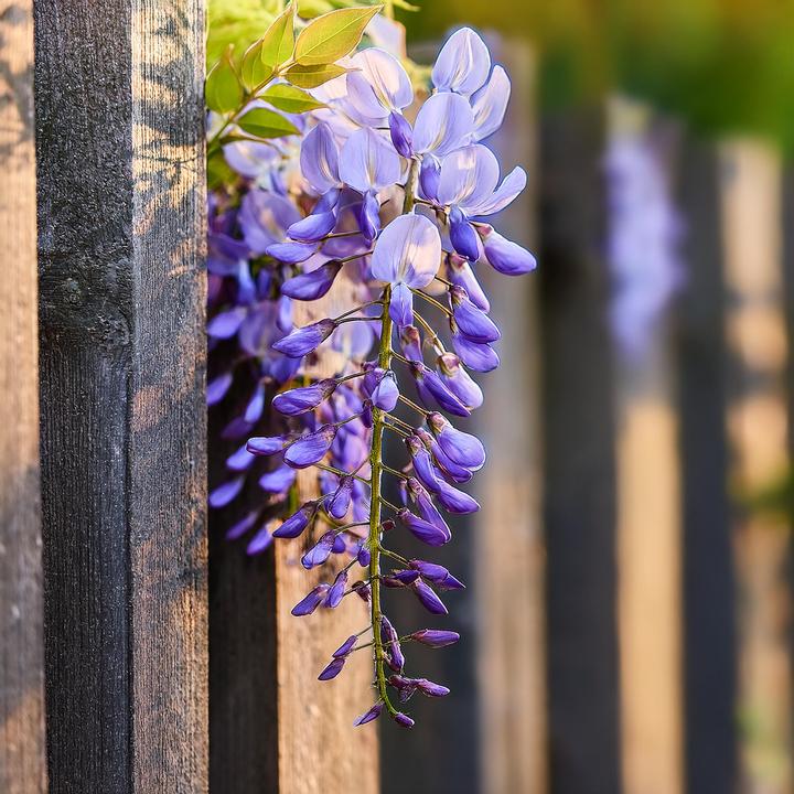 Actual product image Plant in a Box Wisteria sinensis - Set of 6 blue rain (25 cm)