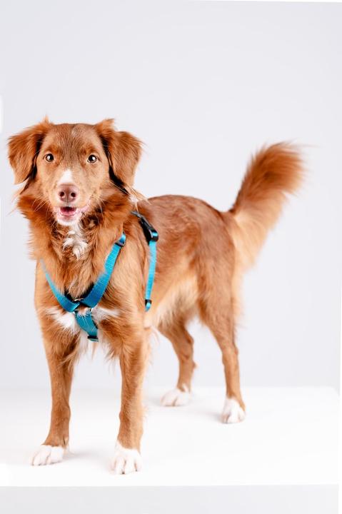 Actual product image Chaba CH-BELT PROTECTOR L (P)35-60 (D)50-75X2,5CM SEA 5080 (L, Dog, General, Walks)