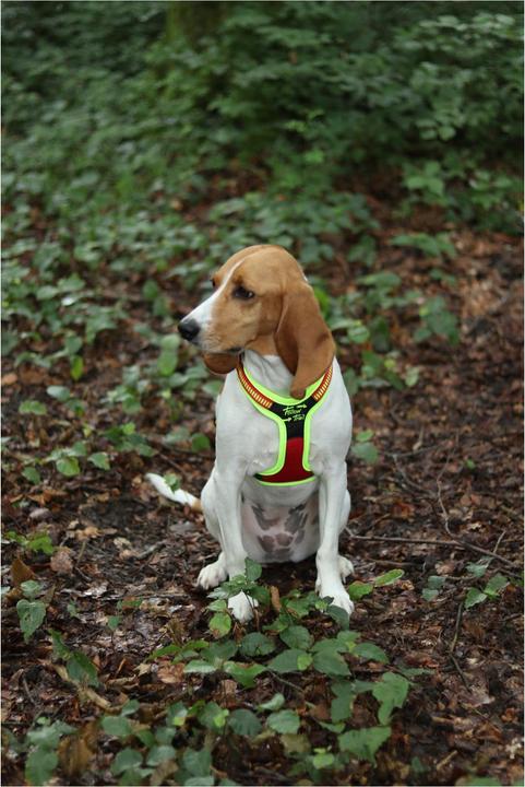 Produktbild Niggeloh Hundeführgeschirr Follow Trail (M, Hund, Hundesport)