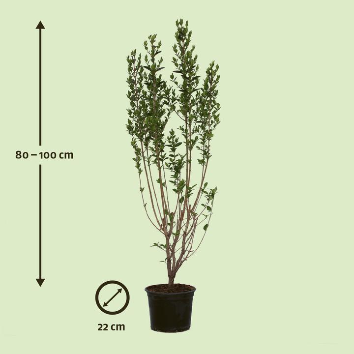 Image du produit Zulauf Ovalblättriger Liguster / Ligustrum ovalifolium (100 cm)