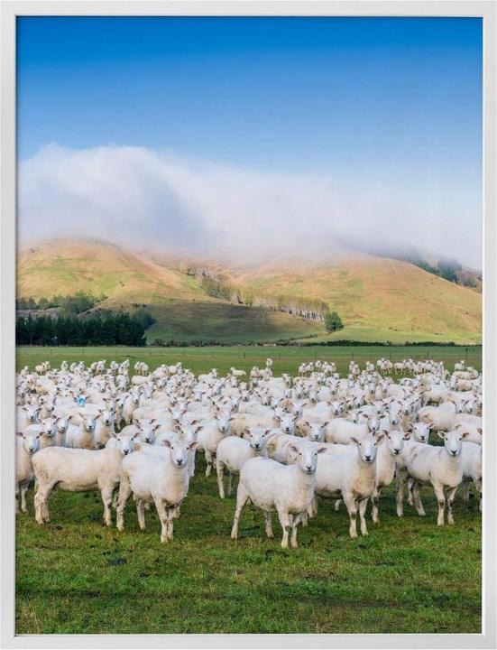 Produktbild Trenddeko Schafherde in Neuseeland (80 x 100 cm)