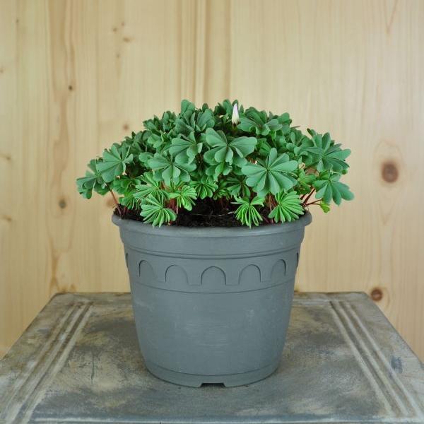 Säntispracht 3 er Set, Der Berg-Sauerklee, einen Steingarten-Rarität - Oxalis adenophylla (15 cm)