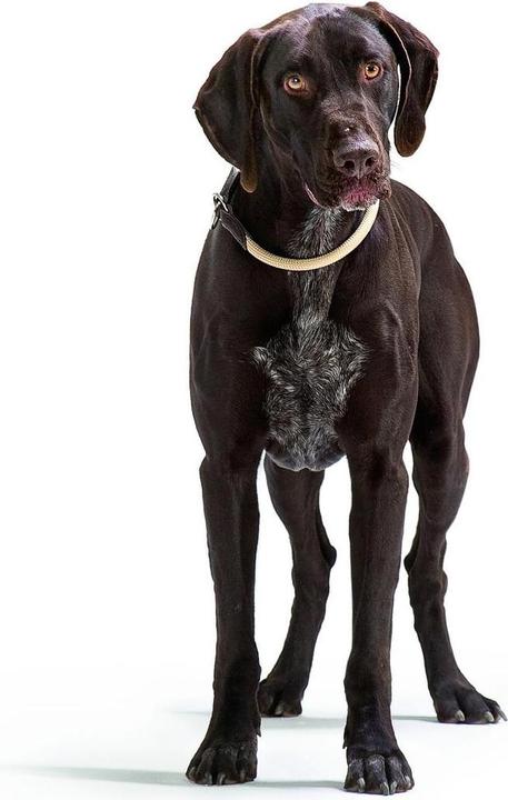 Produktbild Hunter Dressurhalsband Freestyle mit Stopper (M, L, Hund, Allgemein)