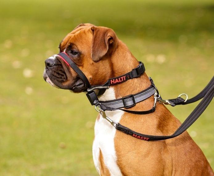 Produktbild Company of Animals Halti Optifit Kopfgeschirr (Hund, Hundesport)