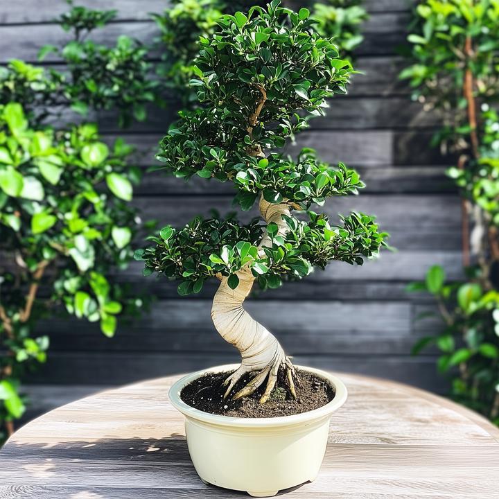 Produktbild Plant in a Box Ficus microcarpa Ginseng - S- Shape Bonsai (65 cm)