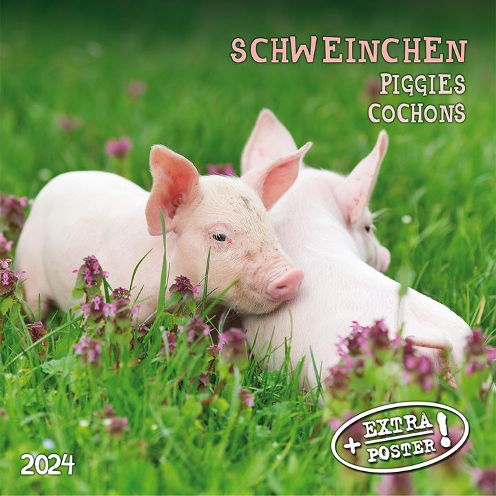 Produktbild Piggies/Schweinchen 2024 (Harter Einband, Spanisch, Französisch, Tschechisch, Italienisch, Niederländisch, Polnisch, Deutsch, Englisch)
