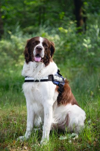 Actual product image Julius-K9 K9 Idc Power Harness Gr 2 Bla (0, Dog, General)