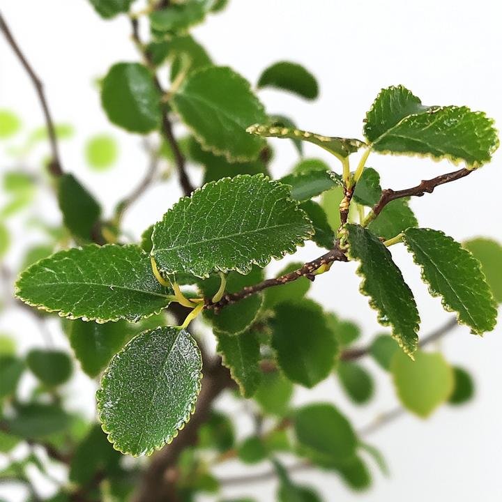 Produktbild Plant in a Box Zelkova serrata - Bonsaibaume (25 cm)