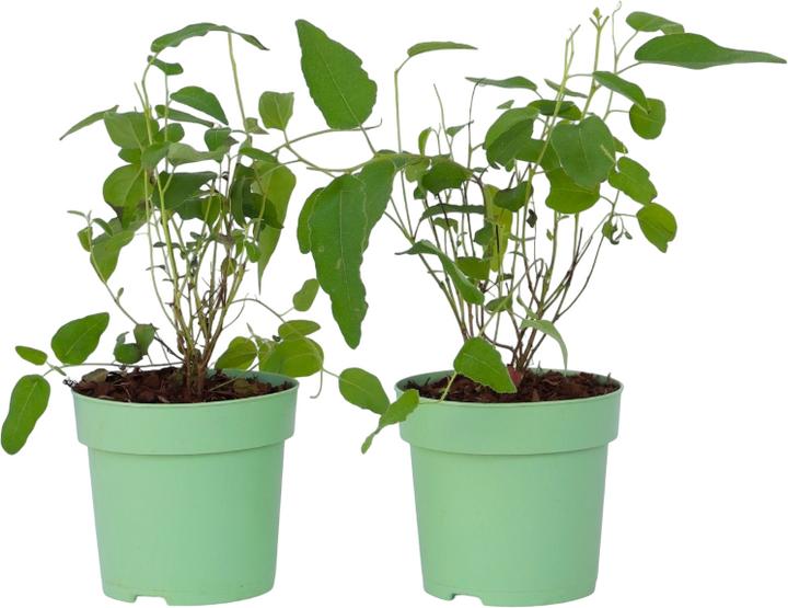 Produktbild Plant in a Box Eucalyptus Citriodora - Eukalyptus (35 cm)