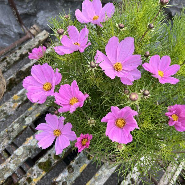 Produktbild Säntispracht Die Kosmee, unser langblühender Sommerhit - Cosmos bipinnatus 'Sonata Pink' (80 cm)