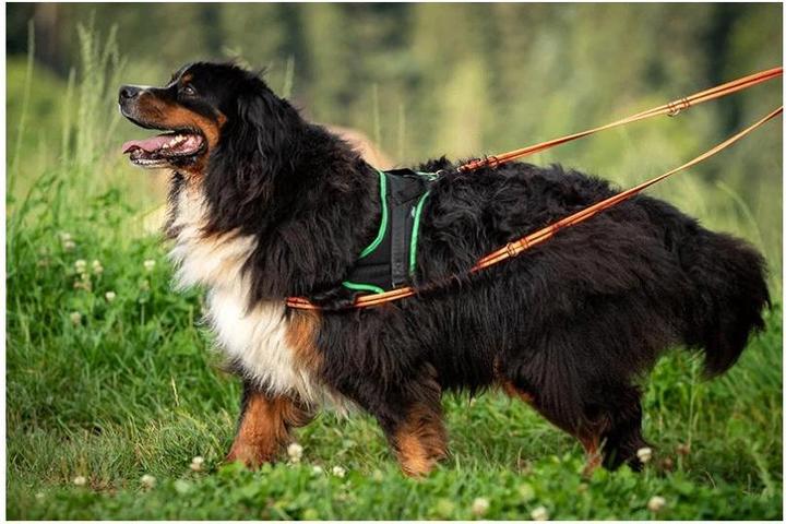 Produktbild Grossenbacher Ausbildungsgeschirr Guide (M, Hund, Spazieren)