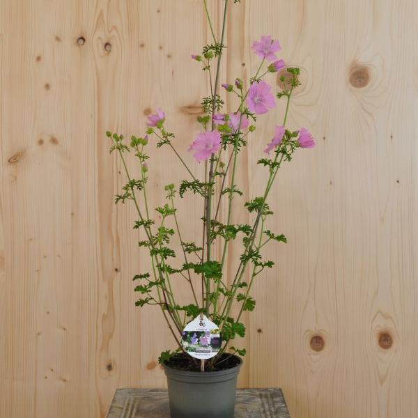 Produktbild Säntispracht 4 er Set, Moschus-Malve - Malva moschata Moschus-Malve (60 cm)