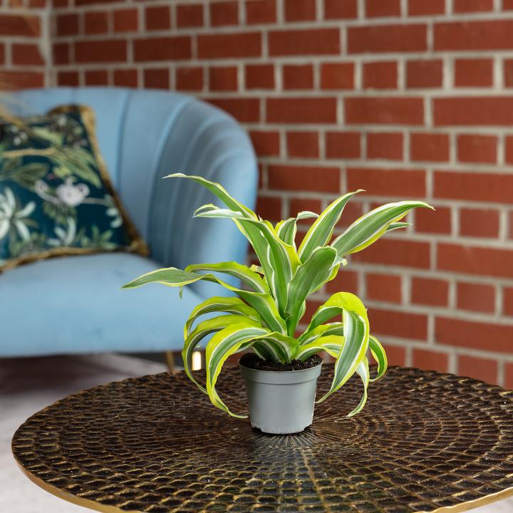 Produktbild Flowerbox Drachenbaum Lemon Surprise - Dracaena Deremensis Fragrans Lemon Surprise (6 cm)