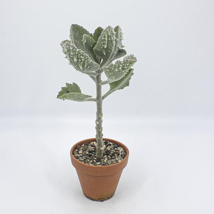 Immagine prodotto Kakteen Gautschi Kalanchoe beharensis klein (50 cm)