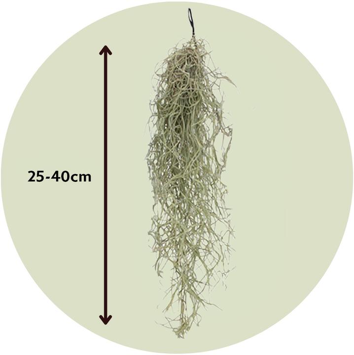Produktbild Plant in a Box Tillandsia Usneoides (Spanisches Moos) (25 cm)