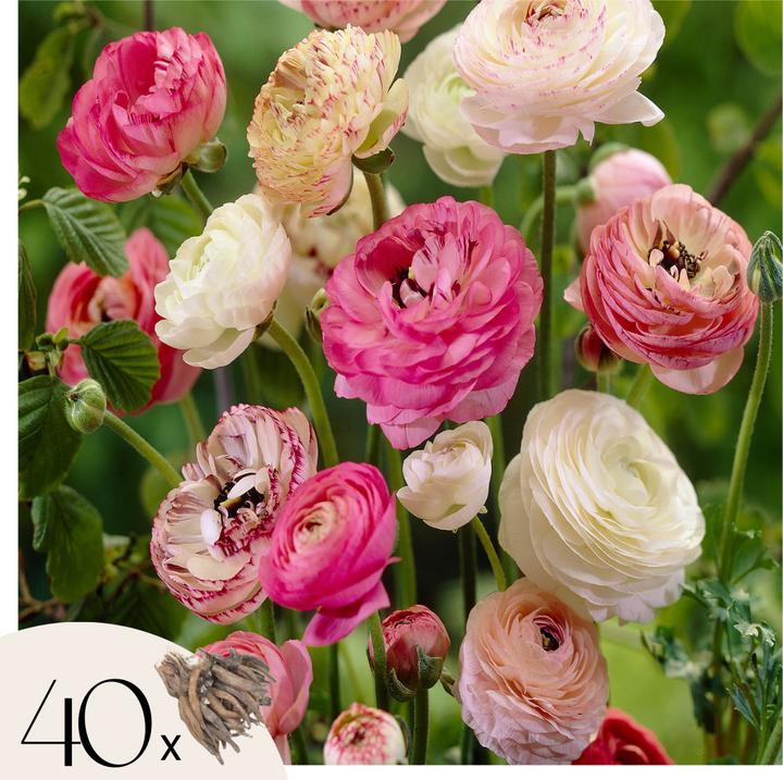 Produktbild Plant in a Box Ranunculus - 40er-Set Ranunkeln (40 cm)