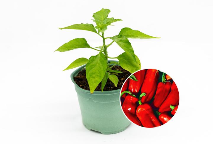 Produktbild Zollinger Bio Setzling, Peperoni, Frigitello de Padrón (80 cm)