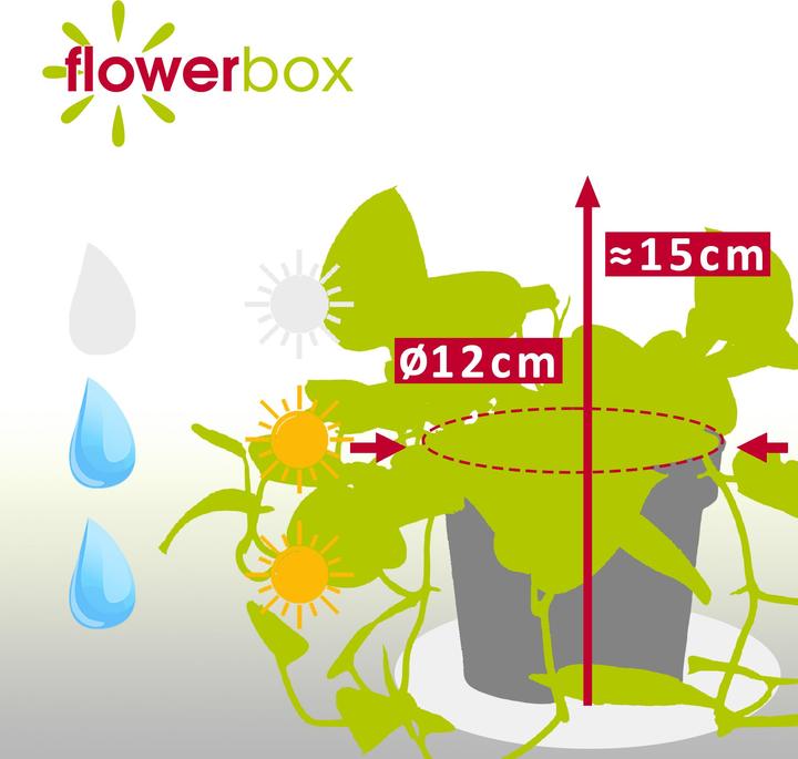 Produktbild Flowerbox Gefleckte Efeutute - Scindapsus pictus 'Argyraeus' (15 cm)