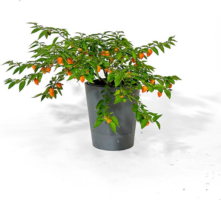 Produktbild Boum Setzling Chili "Habanero"